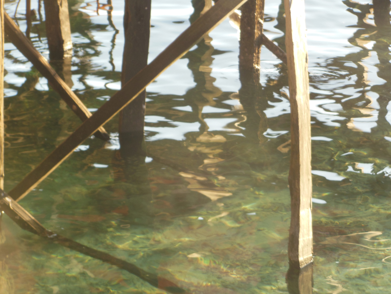 2013-11-10 Billabong Scuba, Mabul 